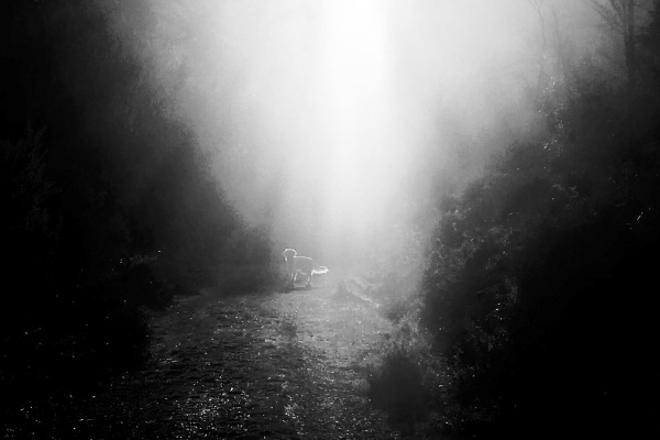 Riverine Film photo The Shaking Bog